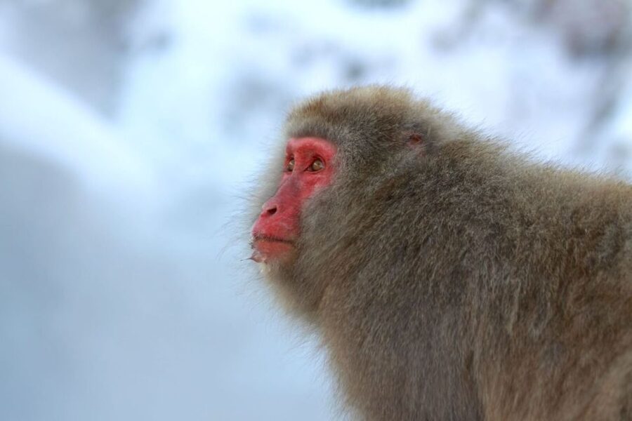 Nagano: Snow Monkeys, Zenkoji Temple & Sake Day Trip - Sake tasting with a local angle