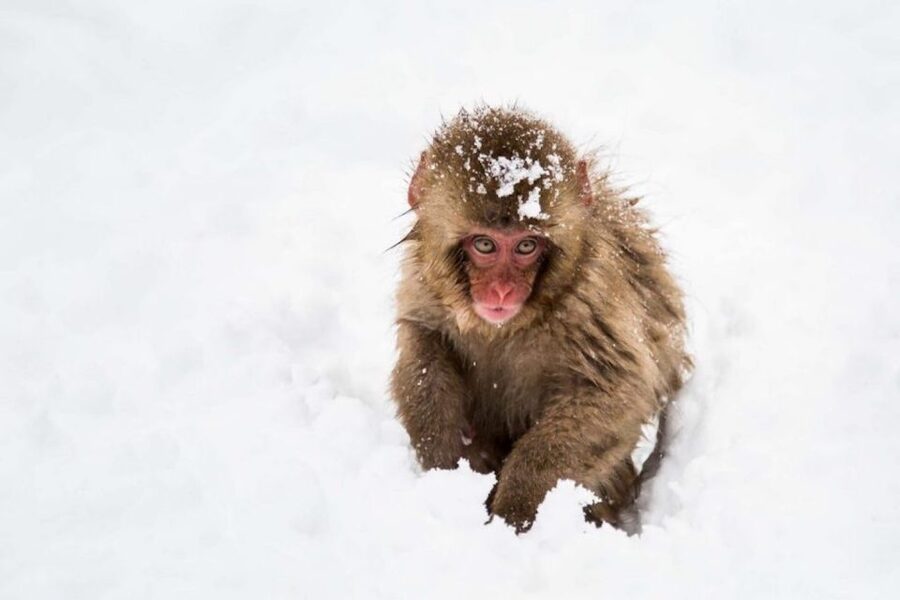 Nagano: Snow Monkeys, Zenkoji Temple & Sake Day Trip - Guides make the difference