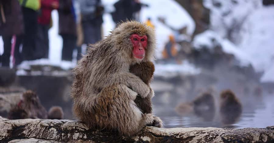 Nagano/Tokyo: Snow Monkey and Zenkoji Temple Private Tour - Key Points at a Glance
