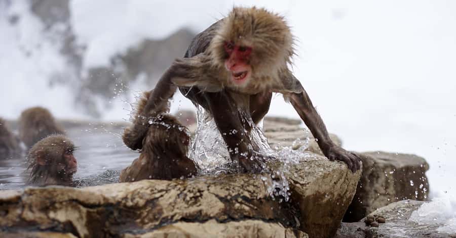 Nagano/Tokyo: Snow Monkey and Zenkoji Temple Private Tour - What the Guides Add to the Experience