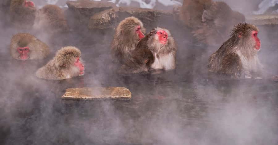 Nagano/Tokyo: Snow Monkey and Zenkoji Temple Private Tour - Why This Day Trip Appeals to Me
