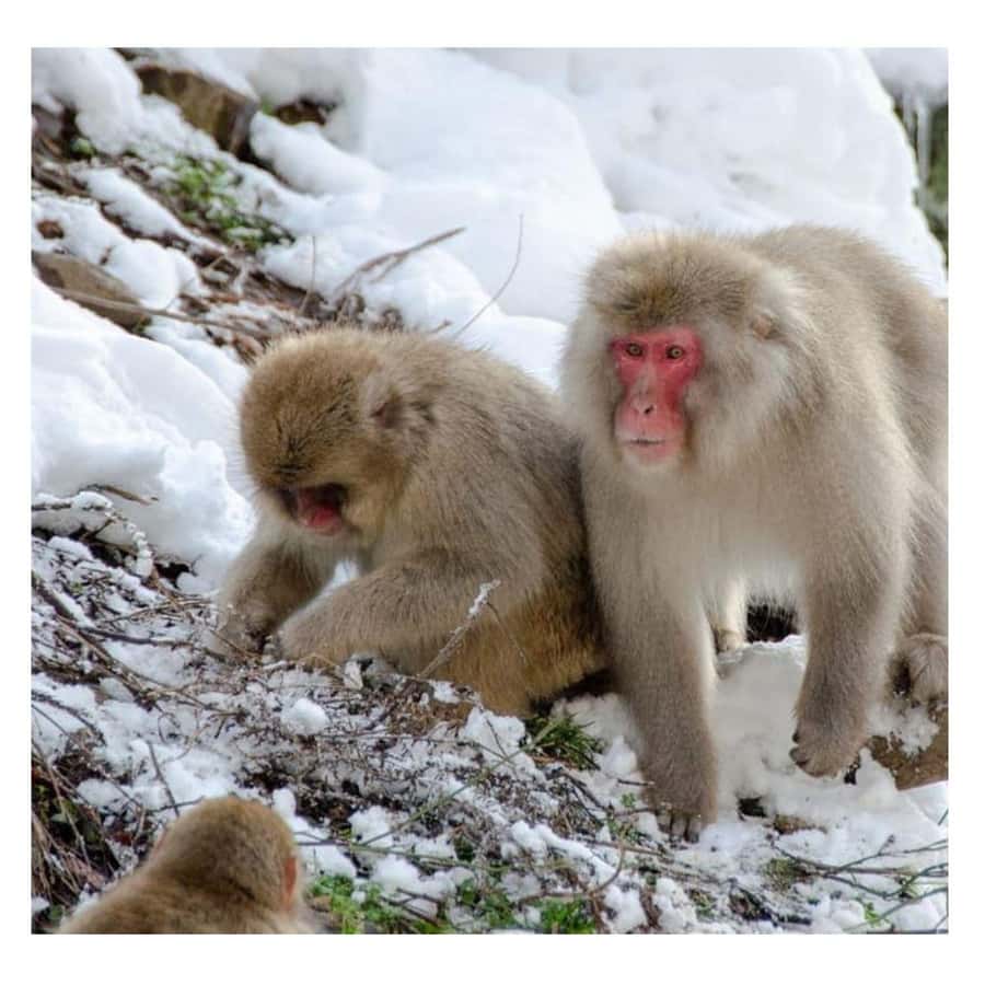 Nagano/Tokyo: Snow Monkey and Zenkoji Temple Private Tour - Jigokudani Monkey Park: The Day’s Main Prize