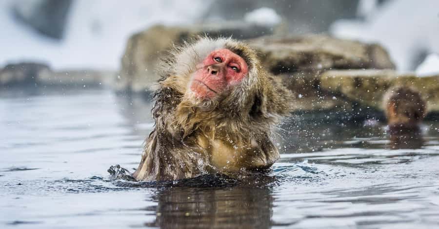 Nagano/Tokyo: Snow Monkey and Zenkoji Temple Private Tour - Zenkoji Temple and Nagano’s Spiritual Center