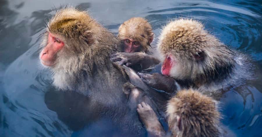 Nagano/Tokyo: Snow Monkey and Zenkoji Temple Private Tour - Shibu Onsen and the Nine Public Baths