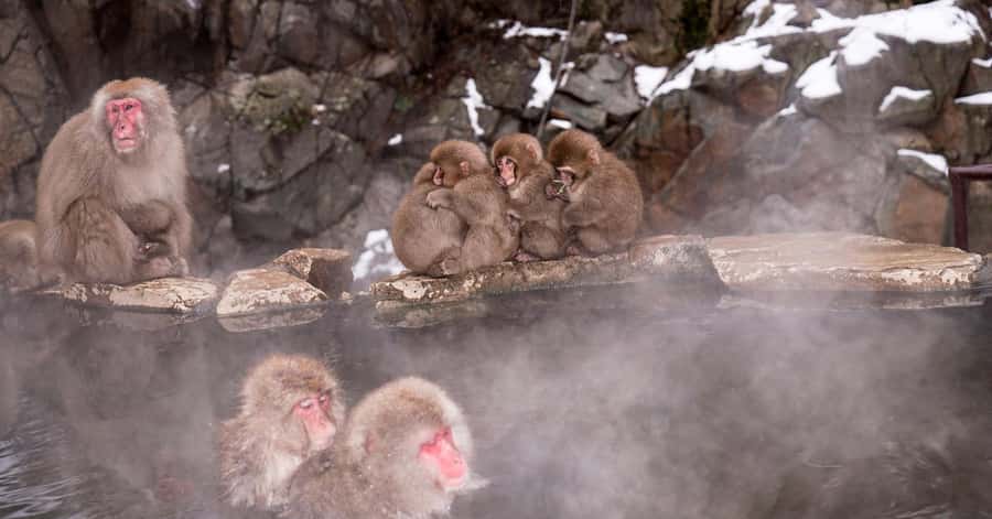 Nagano/Tokyo: Snow Monkey and Zenkoji Temple Private Tour - The Long Ride from Tokyo to Nagano