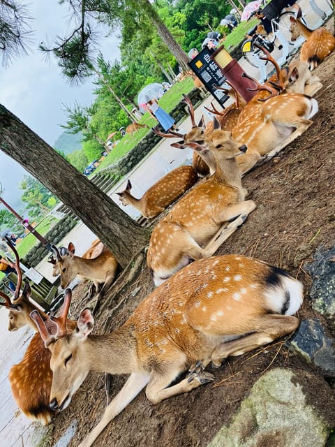 Nara: Essential Private Tour with Deer Park and Temples - Key points to know before you book