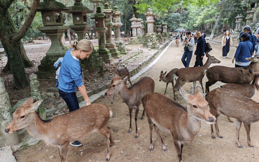 Nara: Great Buddha, Kasuga Shrine & Deer Park Tour - Key points to know before you book