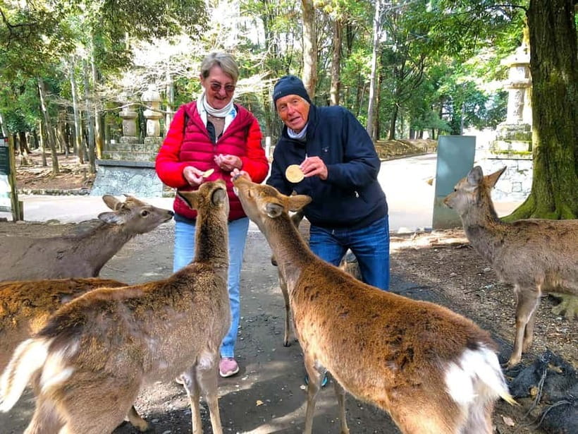 Nara: Great Buddha, Kasuga Shrine & Deer Park Tour - Meeting Nara’s deer in the park