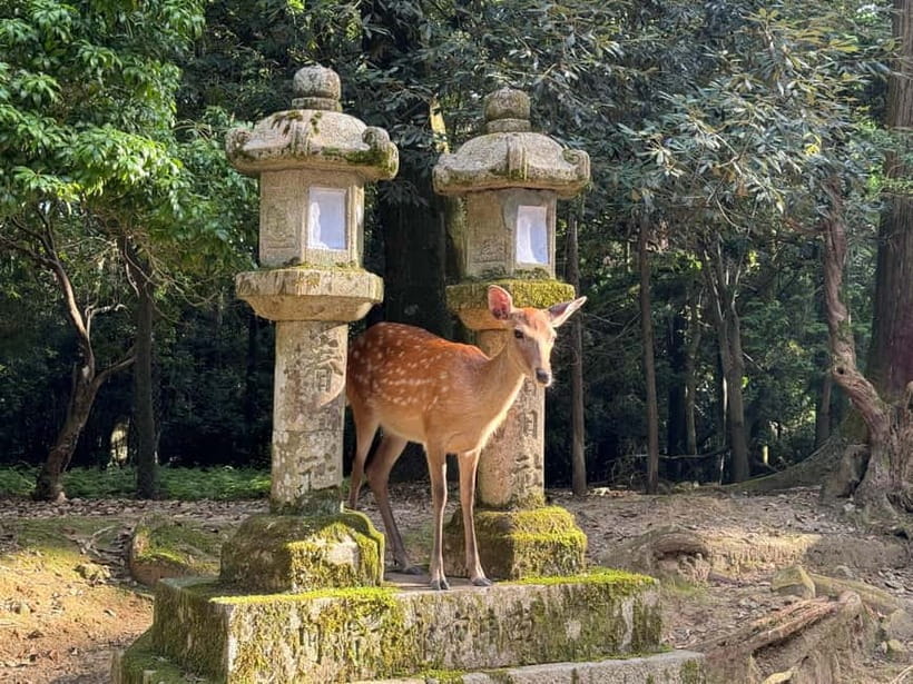 Nara: Great Buddha, Kasuga Shrine & Deer Park Tour - Who should book this experience?