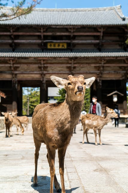 Nara Heritage Walkabout from Nara Park to Todaji-ji temple - Toda-ji and the Great Buddha Hall