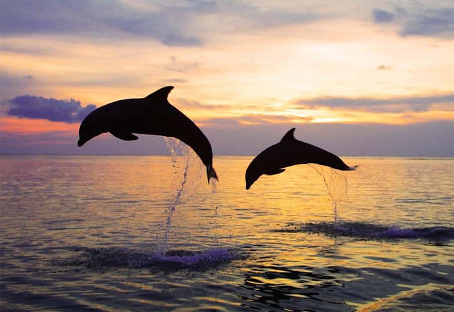 North Bali: Dolphin, Ulun Danu Temple, & Banyumala Waterfall - Key things to know before you book