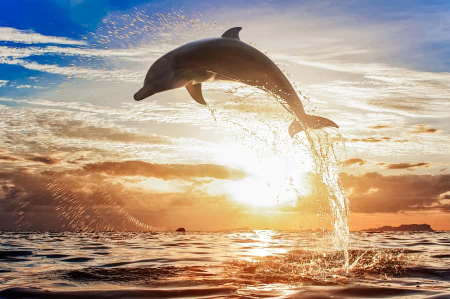 North Bali: Sunrise Tour with Dolphins, Waterfalls & Temples - What to pack for comfort