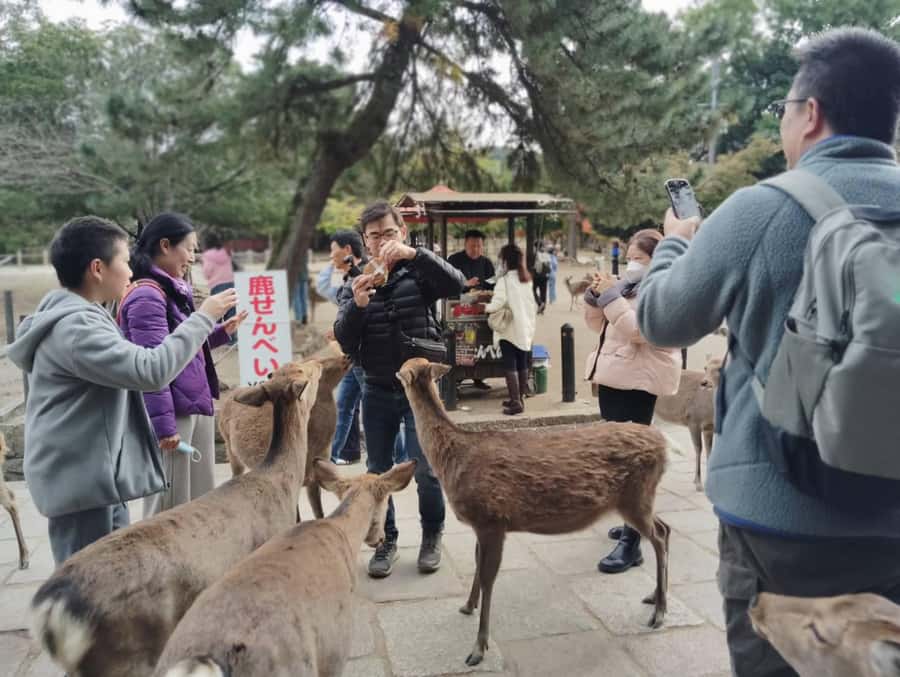 Osaka/Kyoto: Arashiyama, Nara & Fushimi Inari Shrine w/Lunch - The guides can make or break the pace