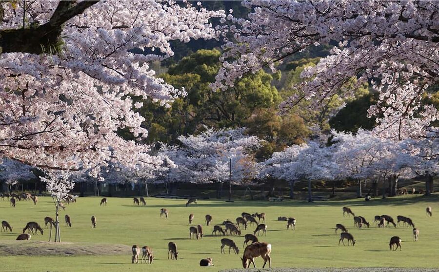 Osaka/Kyoto: Arashiyama, Nara Park, Fushimi Shrine Tour - Arashiyama from 10:00: bamboo, bridge, and limited time
