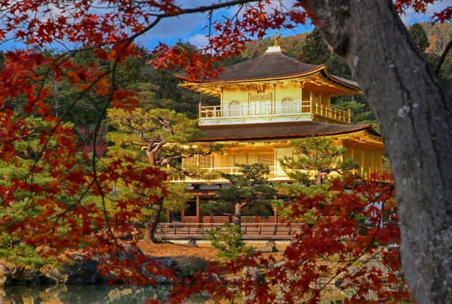 Osaka/Kyoto:Kinkakuji,Arashiyama,FushimiInariShrine,NaraPark - Who should book this day trip?