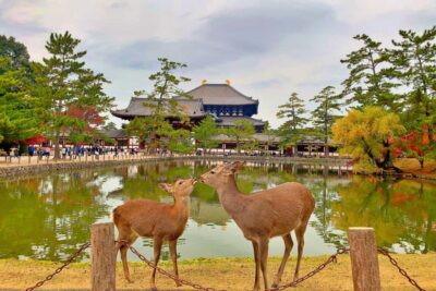 Osaka/Kyoto:Kinkakuji,Arashiyama,FushimiInariShrine,NaraPark