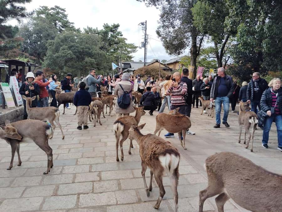 Osaka/Kyoto:Kinkakuji,Arashiyama,FushimiInariShrine,NaraPark - Arashiyama Bamboo Grove: beautiful but easy to rush