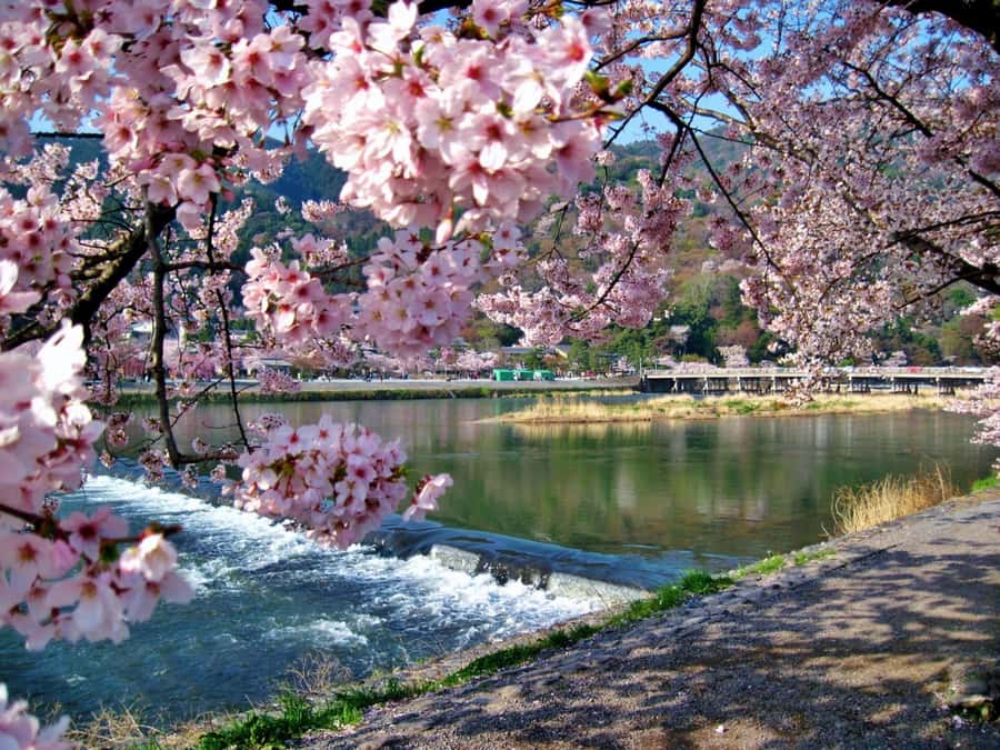 Osaka/Kyoto:Kinkakuji,Arashiyama,FushimiInariShrine,NaraPark - Kinkaku-ji: the Golden Pavilion at a measured pace