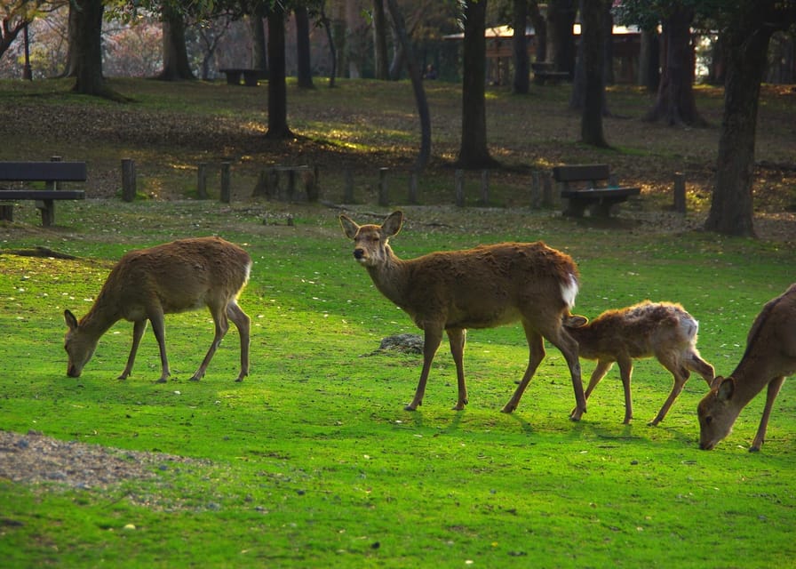 Osaka/Kyoto:Kinkakuji,Arashiyama,FushimiInariShrine,NaraPark - Guides and group size: the human side of the day