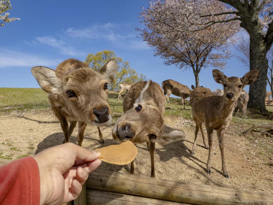 Osaka/Kyoto:Kinkakuji,Arashiyama,FushimiInariShrine,NaraPark - Transport, timing, and the real cost of the day