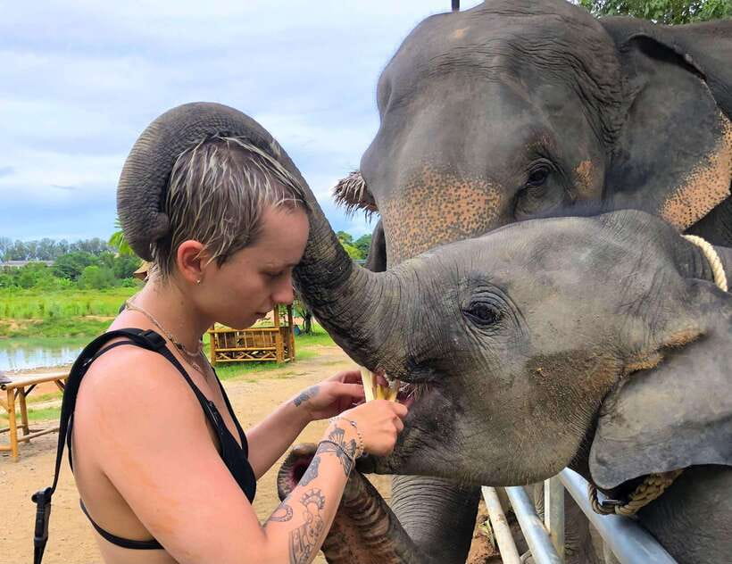 Phuket City Tour with Viewpoints, Temples & Elephant Feeding - Meeting elephants at Phuket Elephant Care