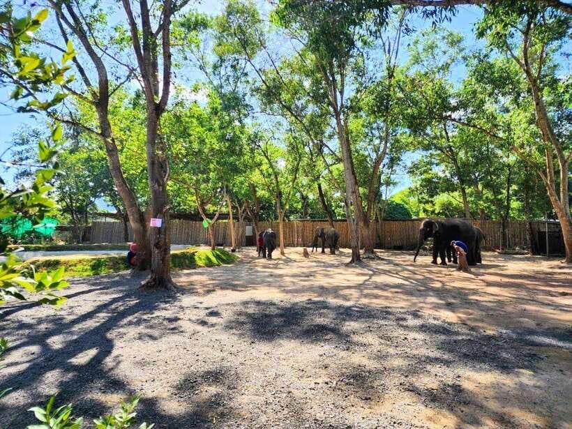 Phuket City Tour with Viewpoints, Temples & Elephant Feeding - Phuket Old Town in a 90-minute walk