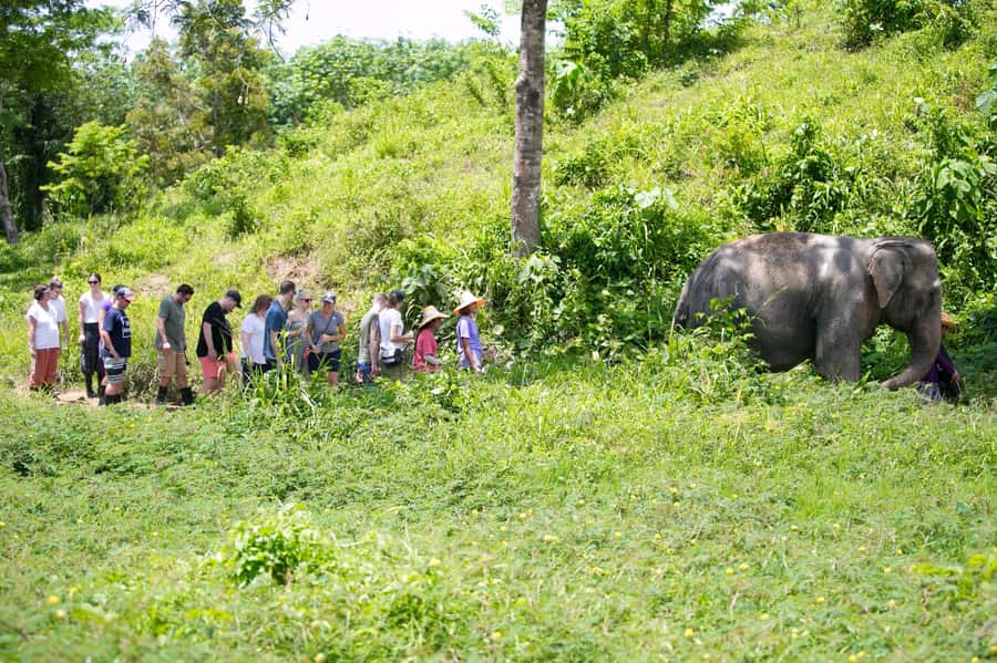 Phuket: Phuket Elephant Sanctuary, Wat Chalong & more - Key points to know before booking