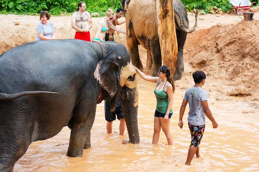 Phuket: Phuket Elephant Sanctuary, Wat Chalong & more - A nine-hour Phuket day with three very different moods