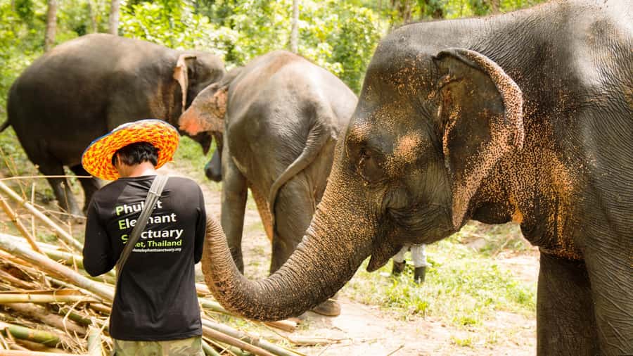 Phuket: Phuket Elephant Sanctuary, Wat Chalong & more - Pickup, timing, and what to pack