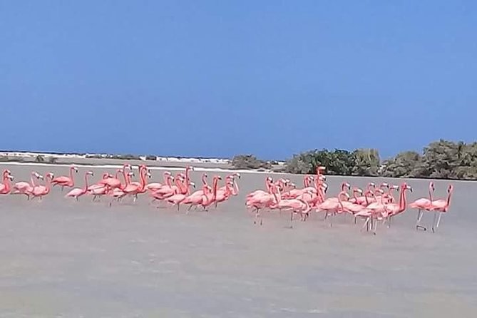Private Tour: Pink Flamingos, Maya Temples and Ek Balam - Why This Cancun Day Trip Works