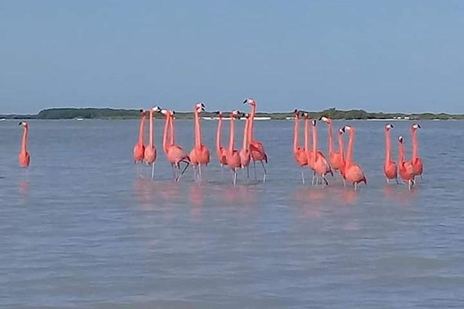 Private Tour: Pink Flamingos, Maya Temples and Ek Balam - What the Day Feels Like for Families