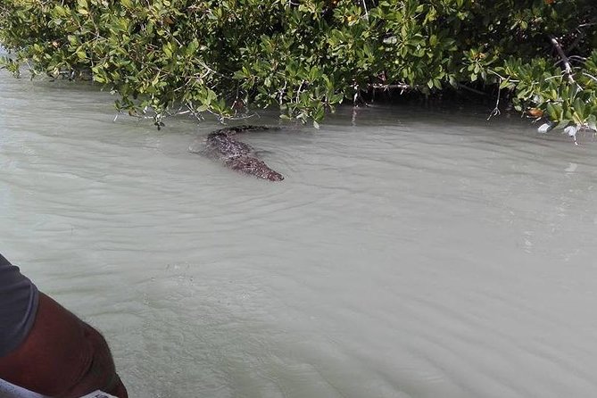 Private Tour: Pink Flamingos, Maya Temples and Ek Balam - Leaving Cancun in a Private Van
