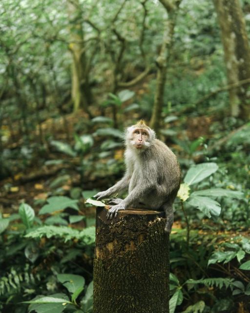 Private ubud tour Rice teracce, temple & Secret waterfall - Sacred Monkey Forest and its three temples