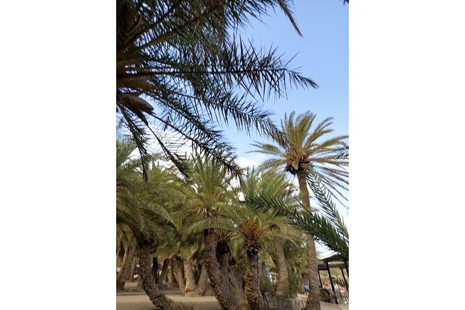 RIVIERA - Vai Palm Beach, Toplou Monastery - A Cretan lunch with local dishes