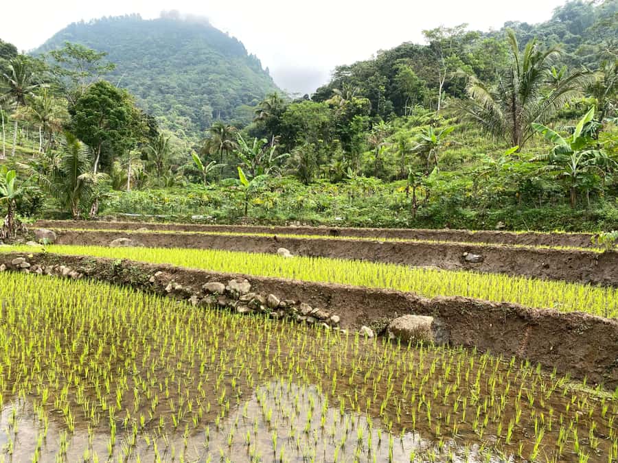 Selogriyo Temple Rice Terraces Private Tour with Local Lunch - Key Points at a Glance