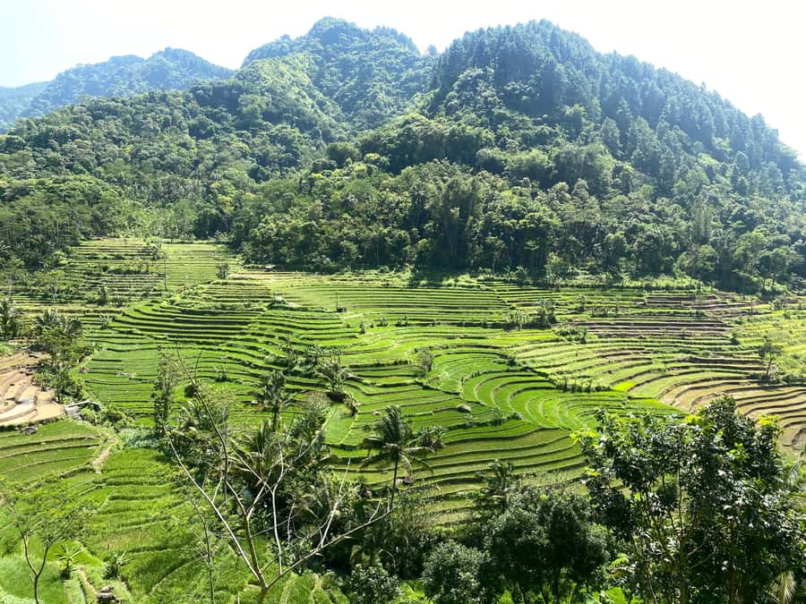 Selogriyo Temple Rice Terraces Private Tour with Local Lunch - Why Selogriyo Makes a Good Change of Pace