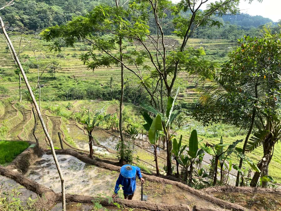Selogriyo Temple Rice Terraces Private Tour with Local Lunch - Walking Back Through the Fields