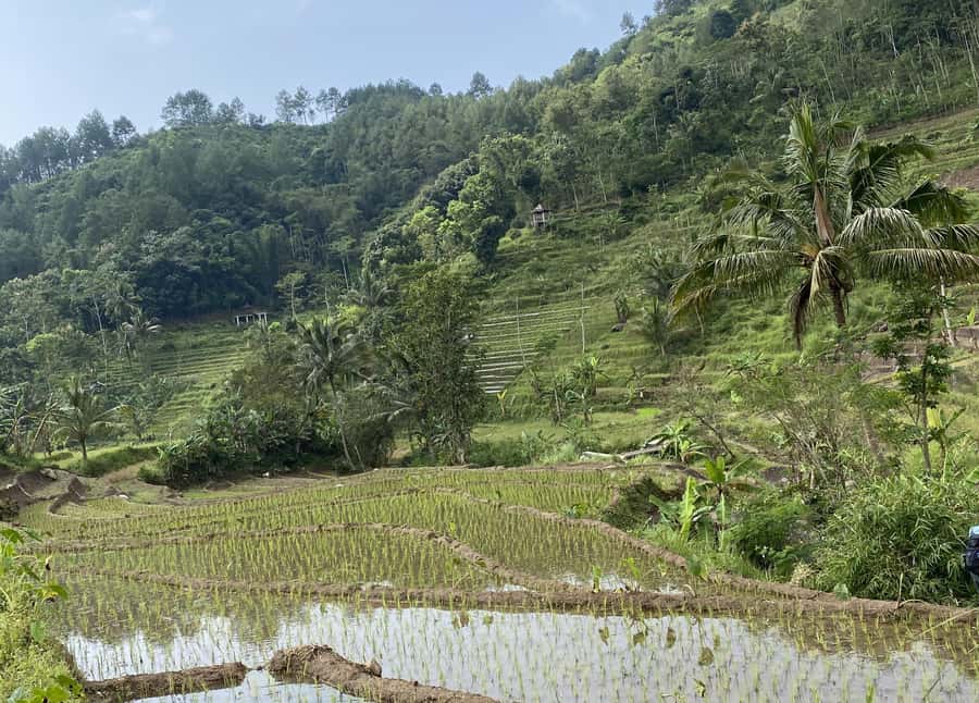 Selogriyo Temple Rice Terraces Private Tour with Local Lunch - Practical Tips for a Better Day
