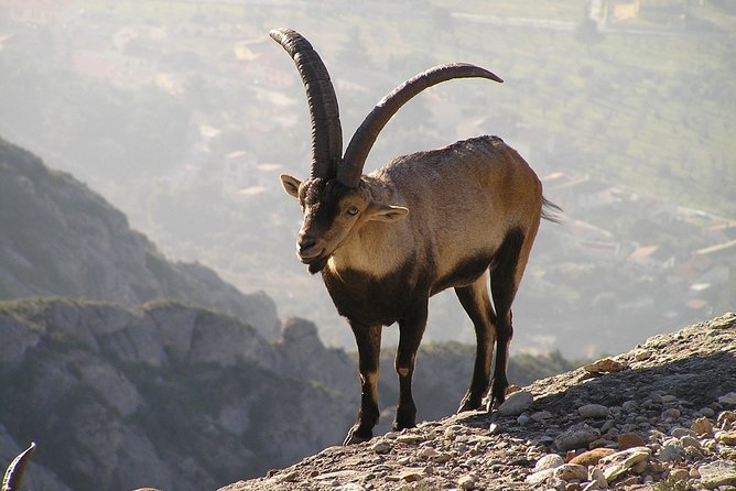 Semi-Private Montserrat Monastery, Funicular & Scenic Nature Walk - Who should book this Montserrat experience