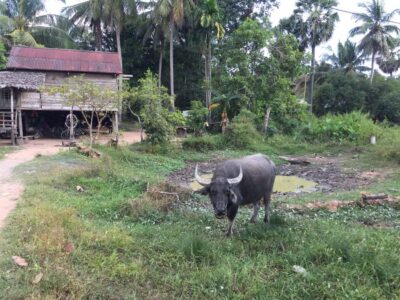 4-Day Angkor Wat and Beng Mealea Tour