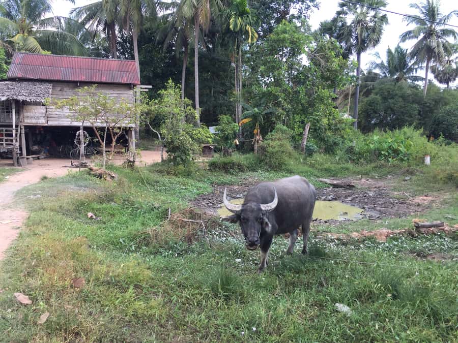 Siem Reap: 4-Day Angkor Wat and Beng Mealea Tour - Day one: Beng Mealea, Kampong Phluk, and Phnom Bakheng