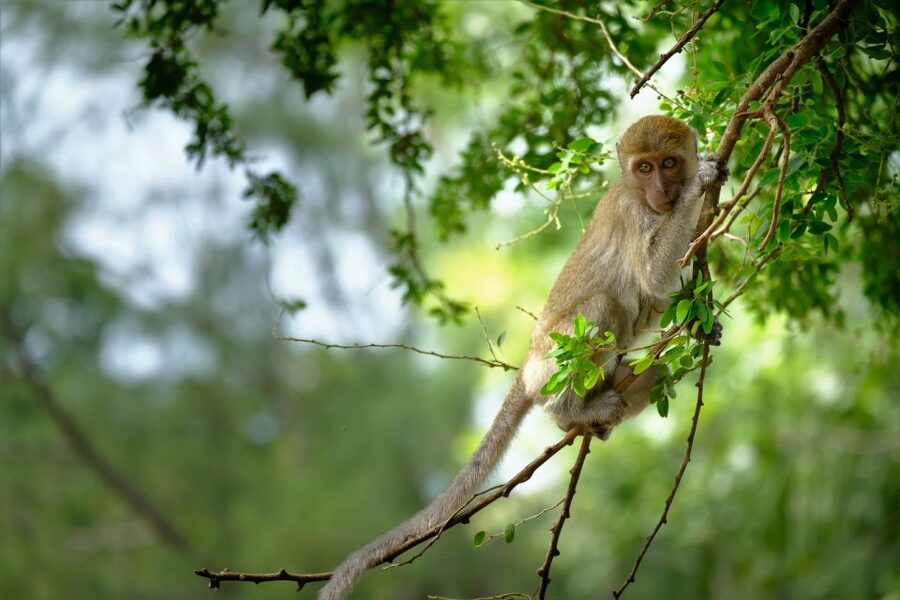 Sok River: Bamboo Raft Ride, Monkey Temple & View Point Tour - Who should book this tour?