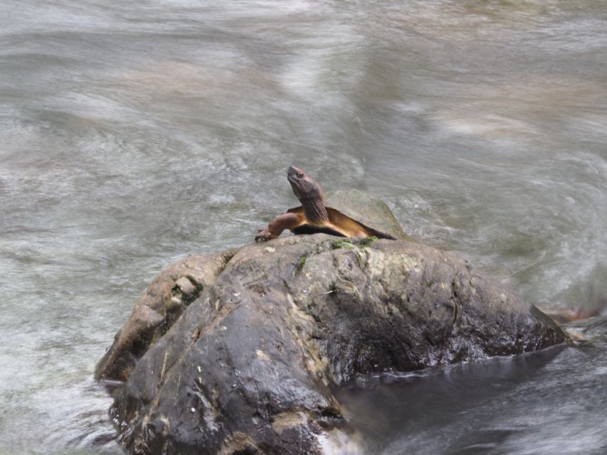 Sok River: Bamboo Raft Ride, Monkey Temple & View Point Tour - Bamboo rafts on the Sok River