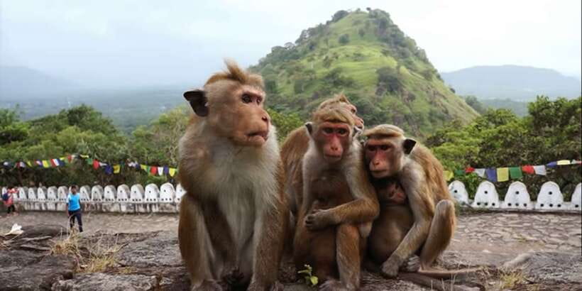 Sri Lanka Bentota: Day Trip to Sigiriya and Dambulla Temple - A guide can make or break the value