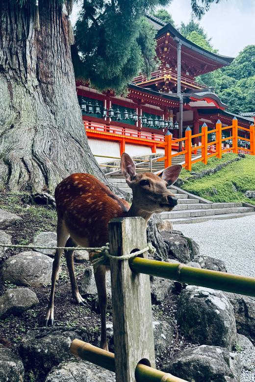 Todaiji Temple, Kasuga Shrine and Nara Park Guided Full Tour - A quieter walk to Kasuga Taisha