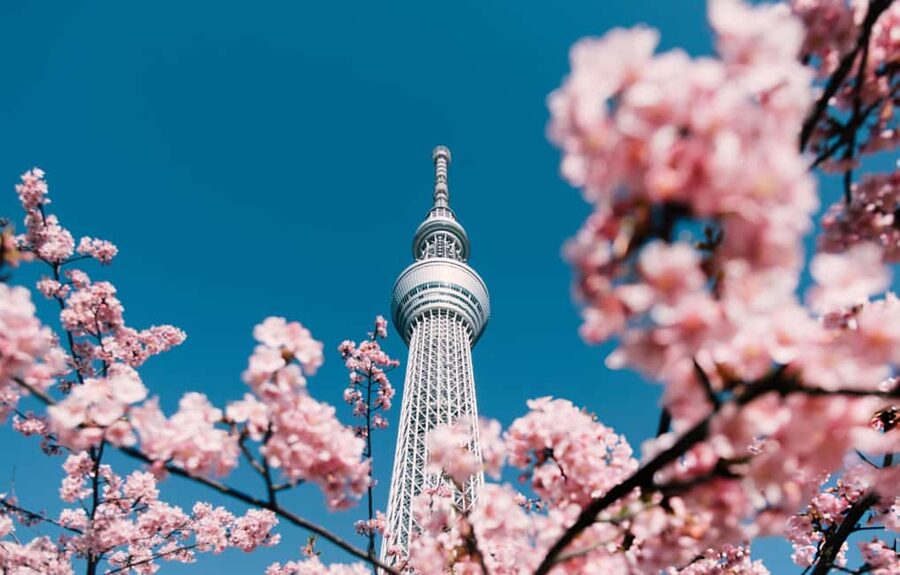 Tokyo Full-Day Tour Skytree Meiji Shrine With English Driver - What the guide experience may be like