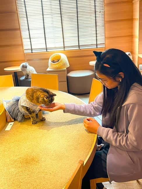 Tokyo: Gotokuji Cat Temple, Shinjuku Cat Cafe & 3D Cat Tour - Six feline highlights to know before booking