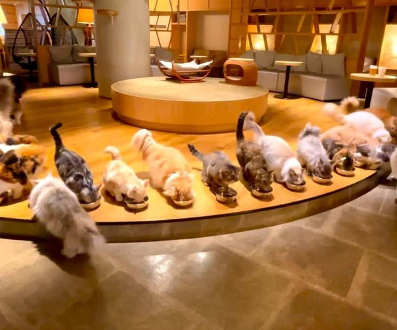 Tokyo: Gotokuji Cat Temple, Shinjuku Cat Cafe & 3D Cat Tour - Why this unusual Tokyo tour works
