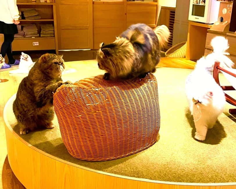 Tokyo: Gotokuji Cat Temple, Shinjuku Cat Cafe & 3D Cat Tour - Riding from Shinjuku to Gotokuji