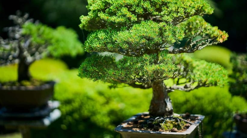 Tokyo: Meiji Shrine Walking Tour — Shinto & Imperial System - Finishing at Mori no Terrace